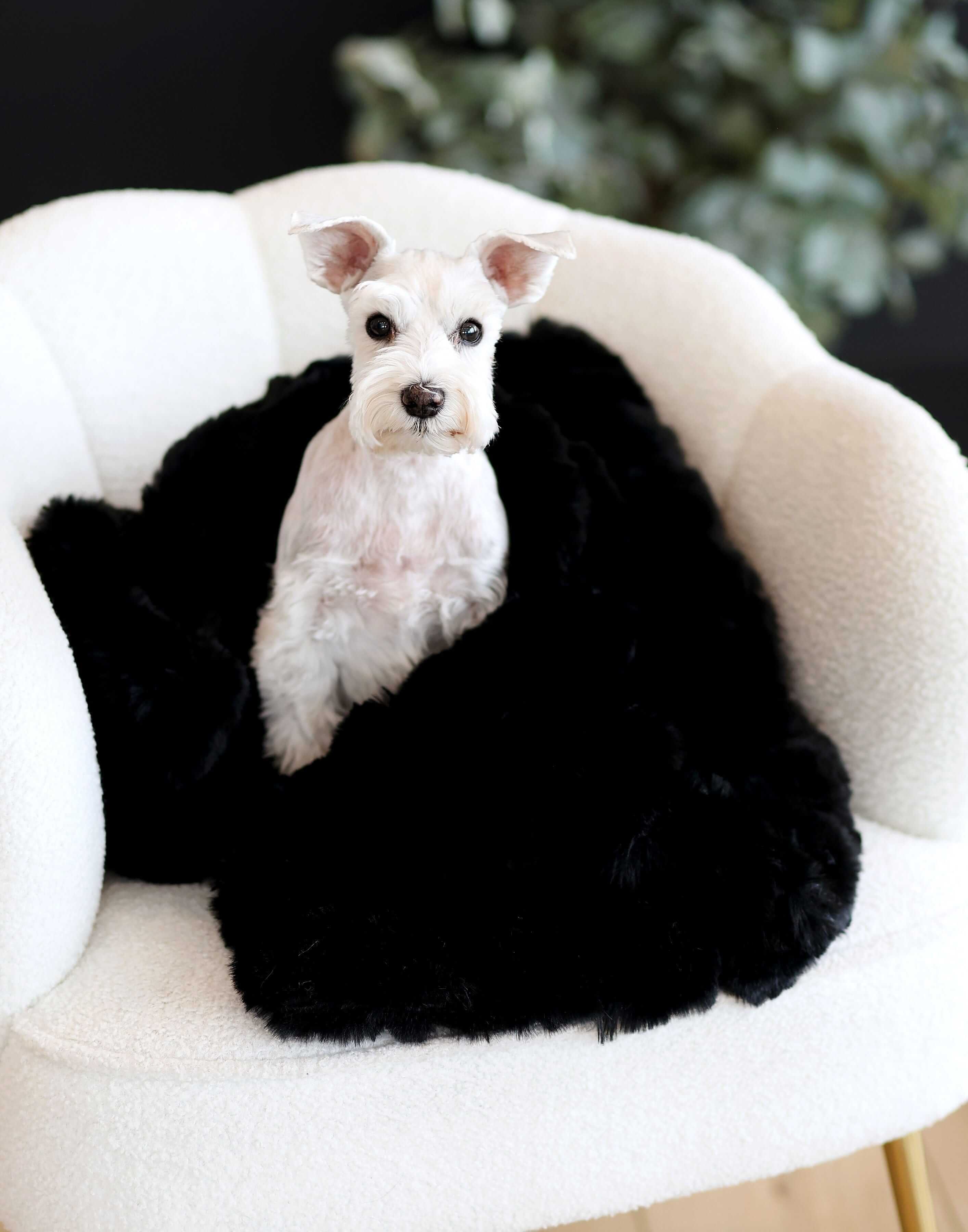 Black Crinkle Pet Blanket
