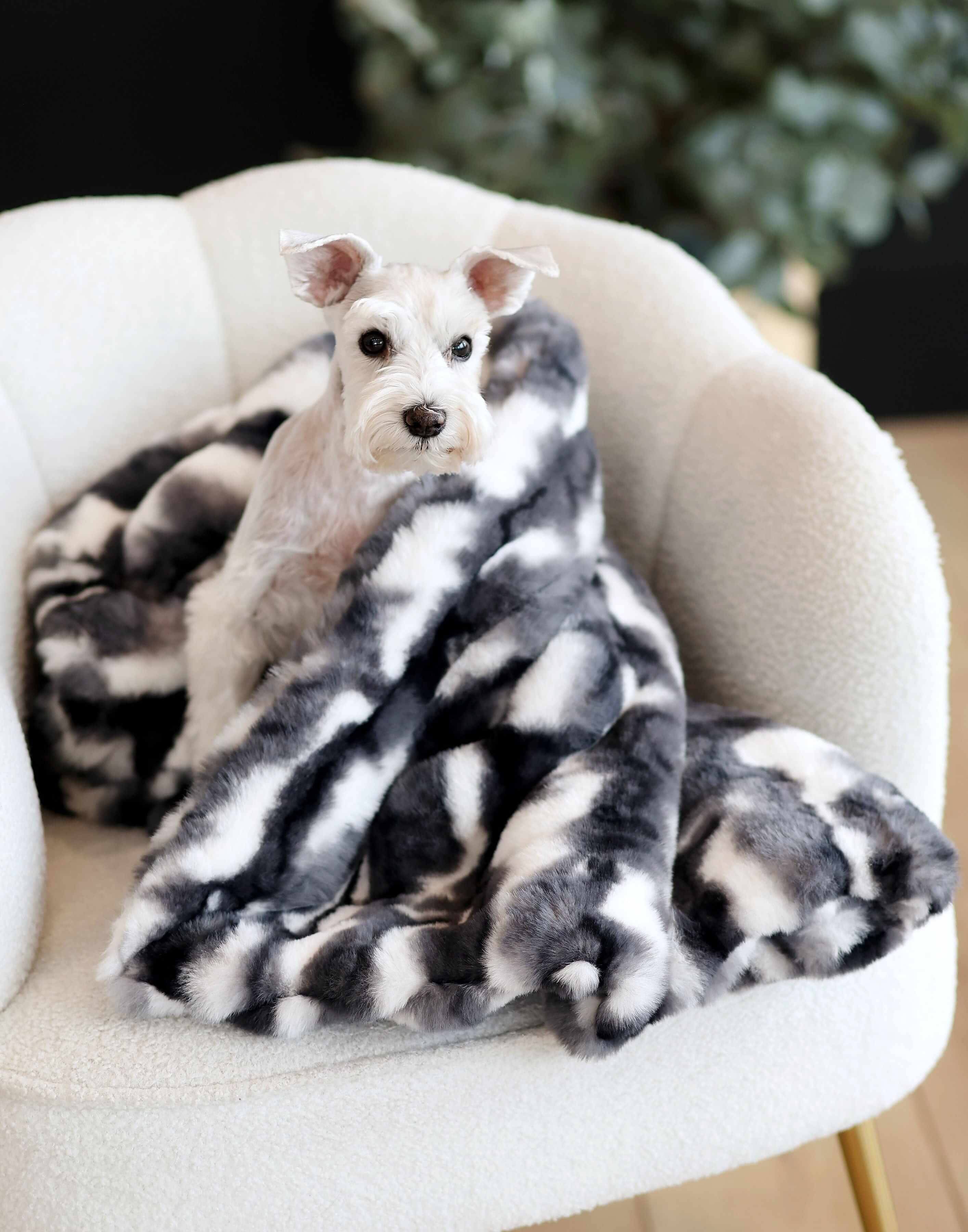 Cloudy Day Black Pet Blanket