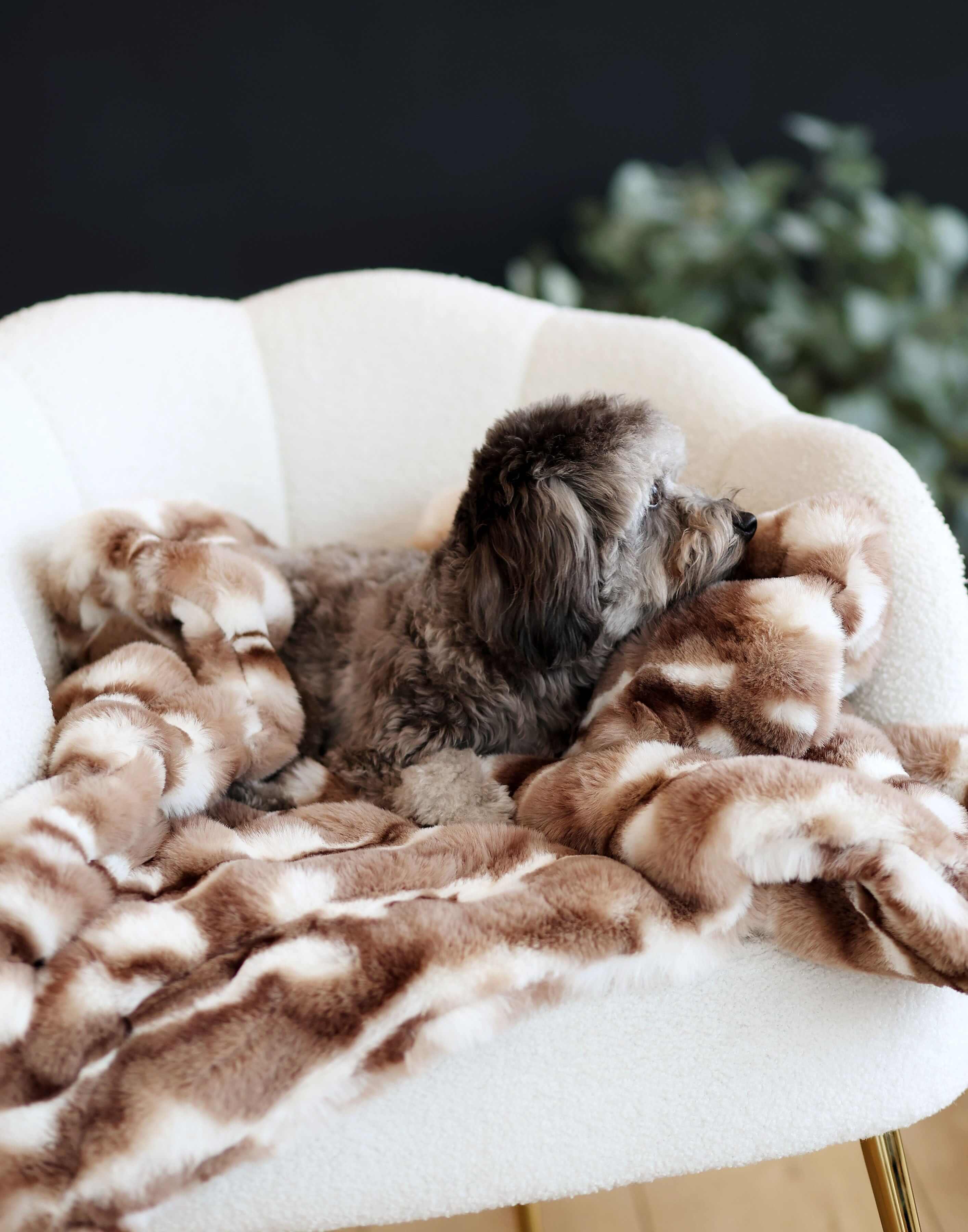 Cloudy Day Brown Pet Blanket
