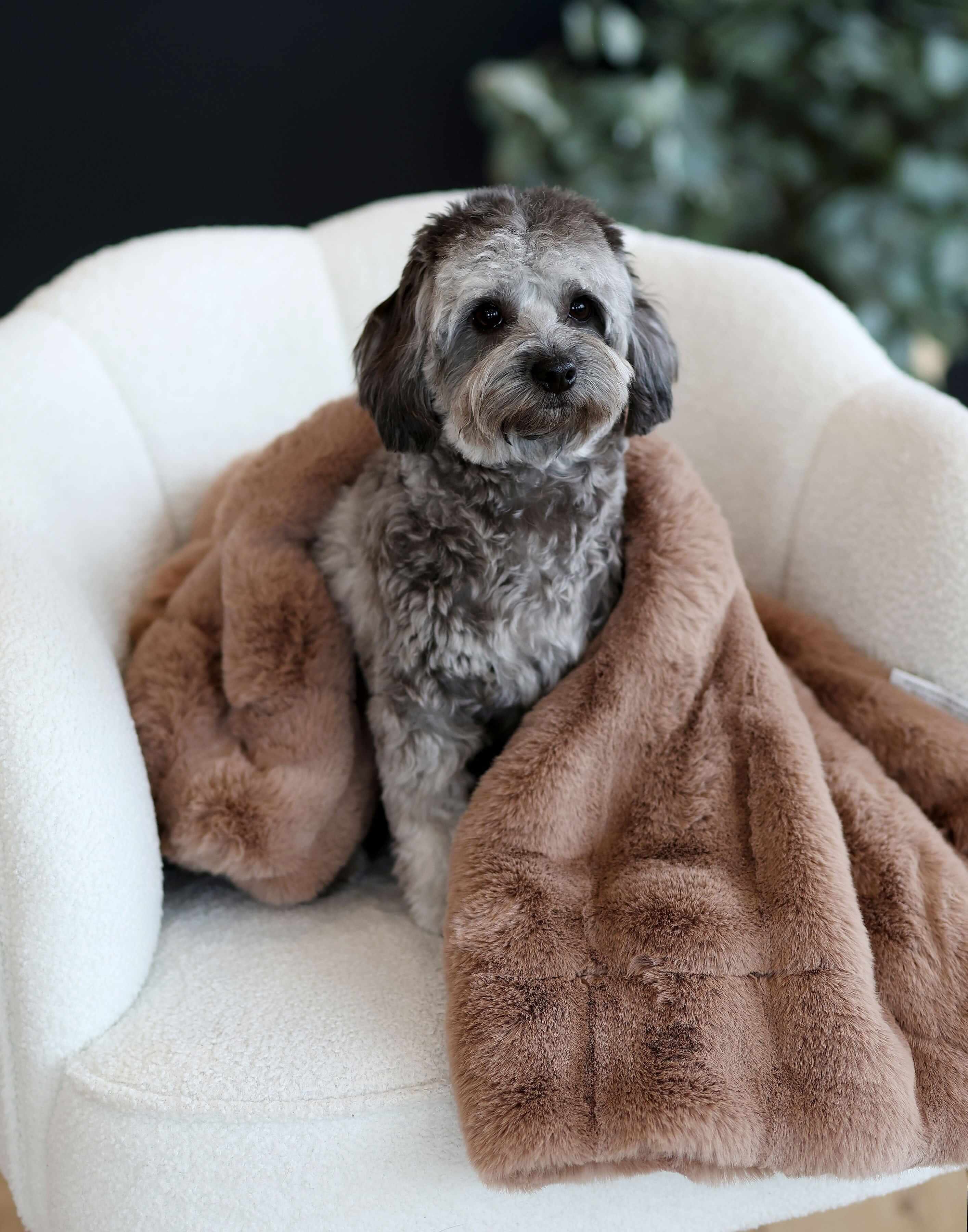Milk Chocolate Pet Blanket - Image 5